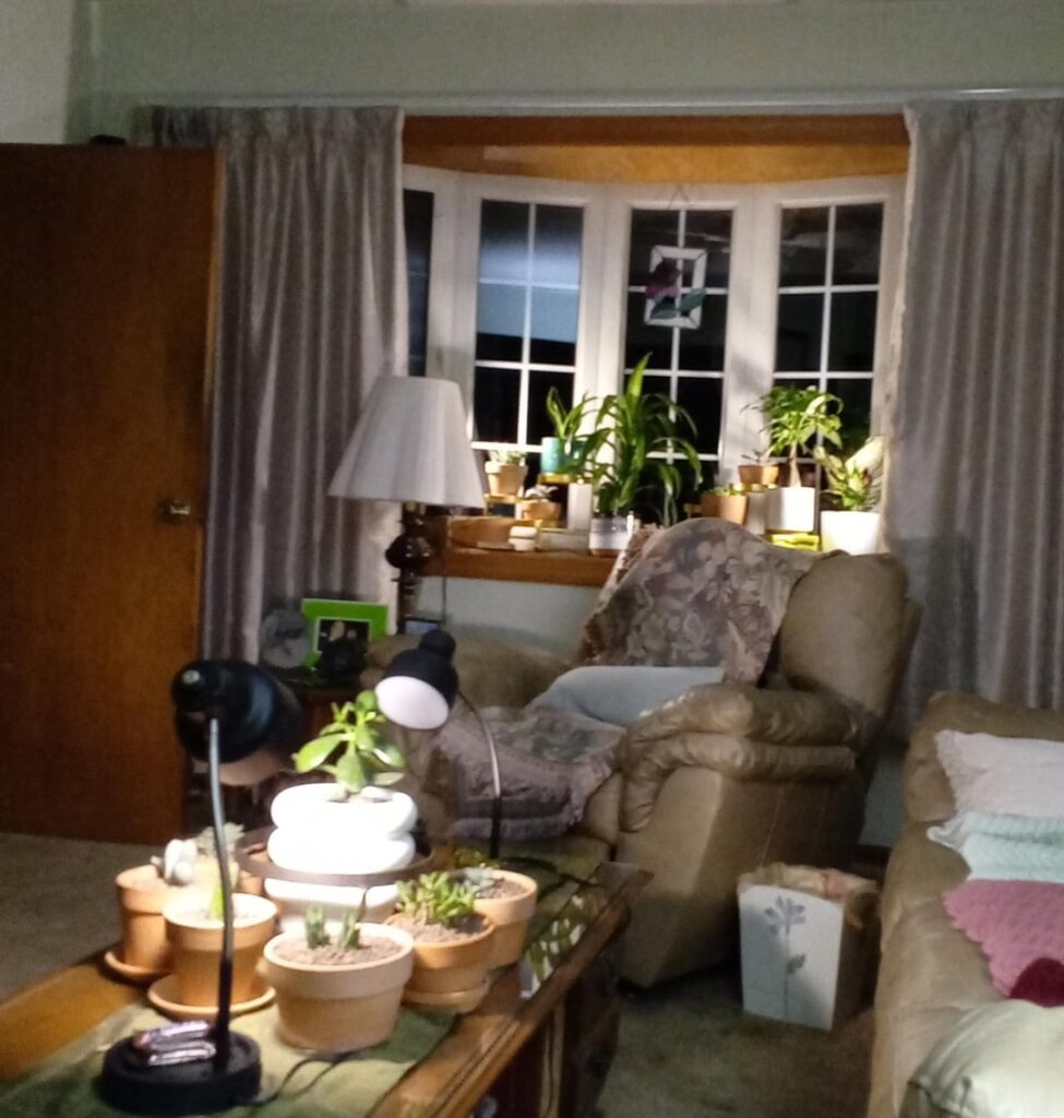 Pic's of my plants 🪴