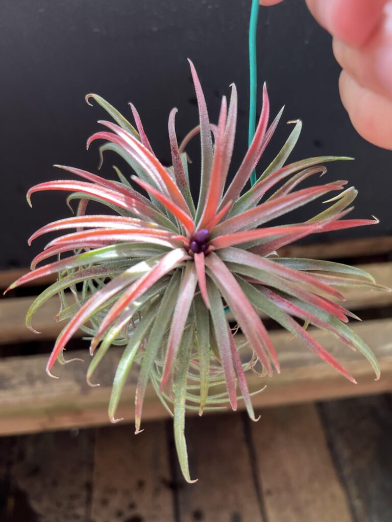 T. Ionantha Rubra blooming.
