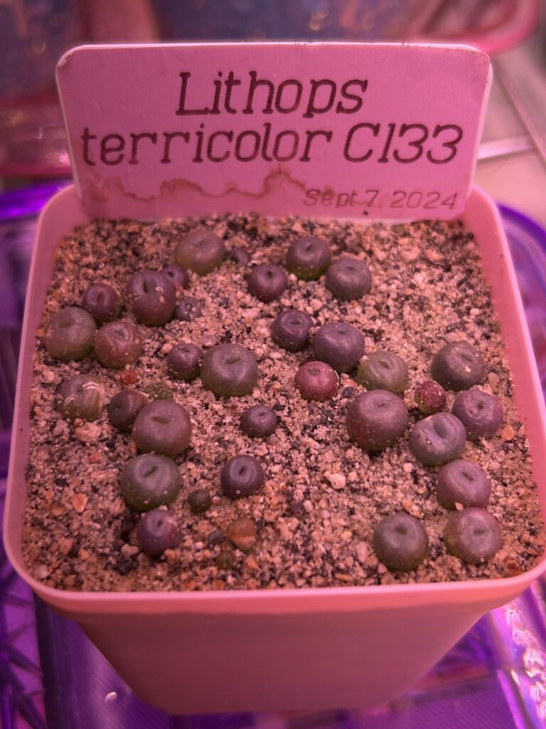 4 month seedling update! 4 month seedling update!