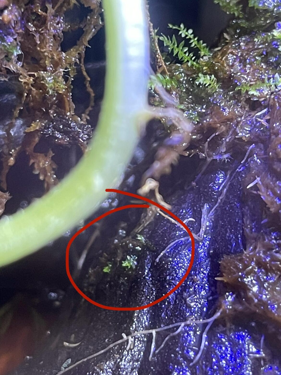 Super stoked! Finally seeing moss growing independently of the larger moss population (top right)! :D