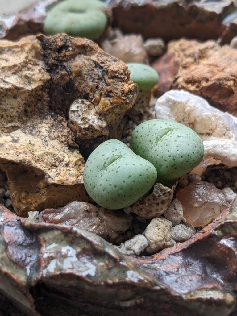 Conophytum jucundum SB2034, Lorelei