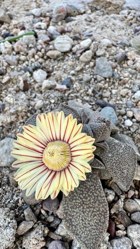 aloinopsis rubrolineata