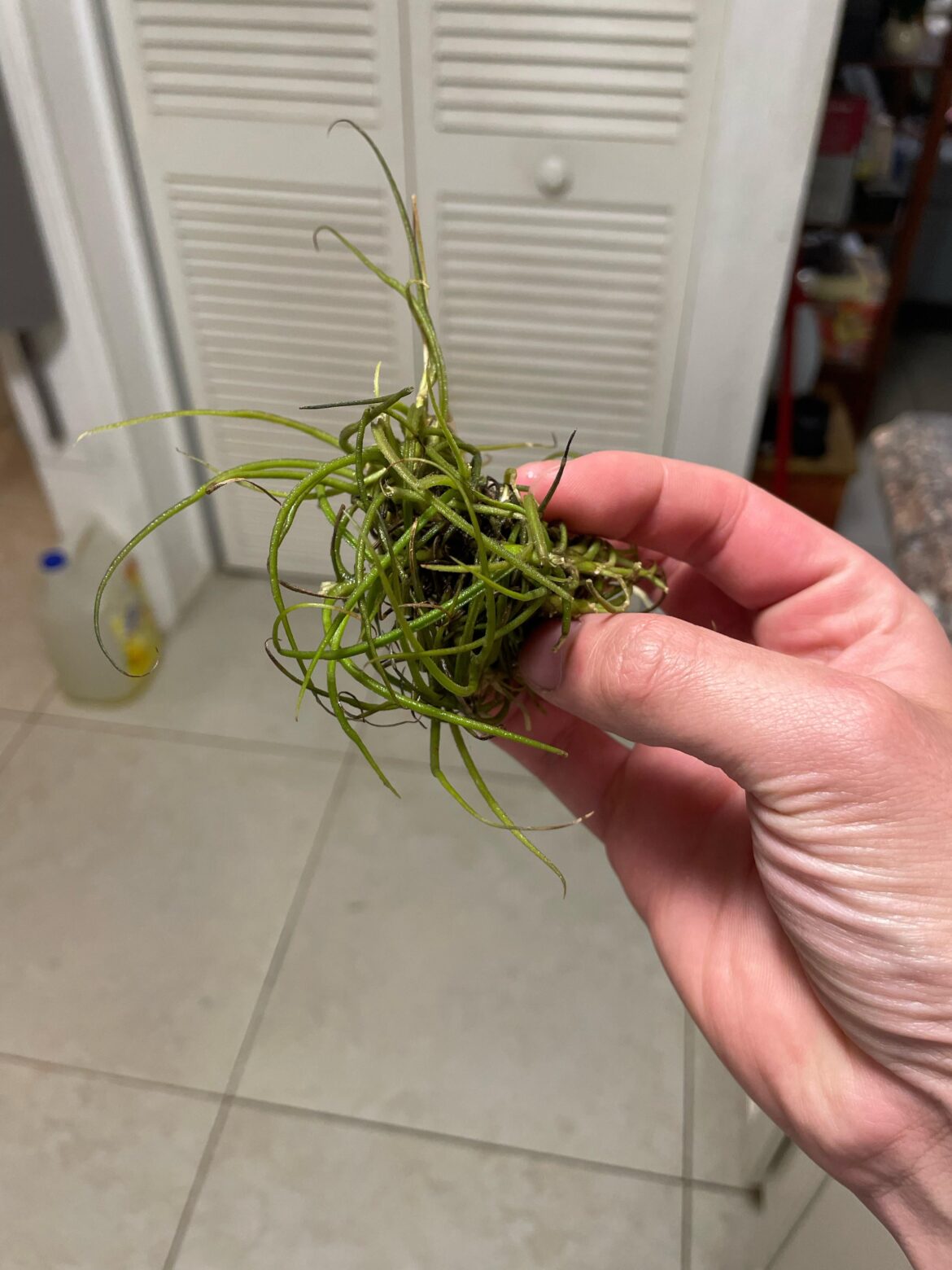 Can someone help me ID this air plant?