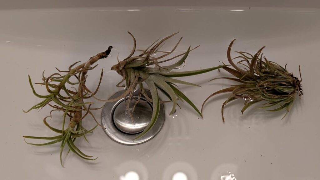 Are my airplants slowly dying? Are my airplants slowly dying?