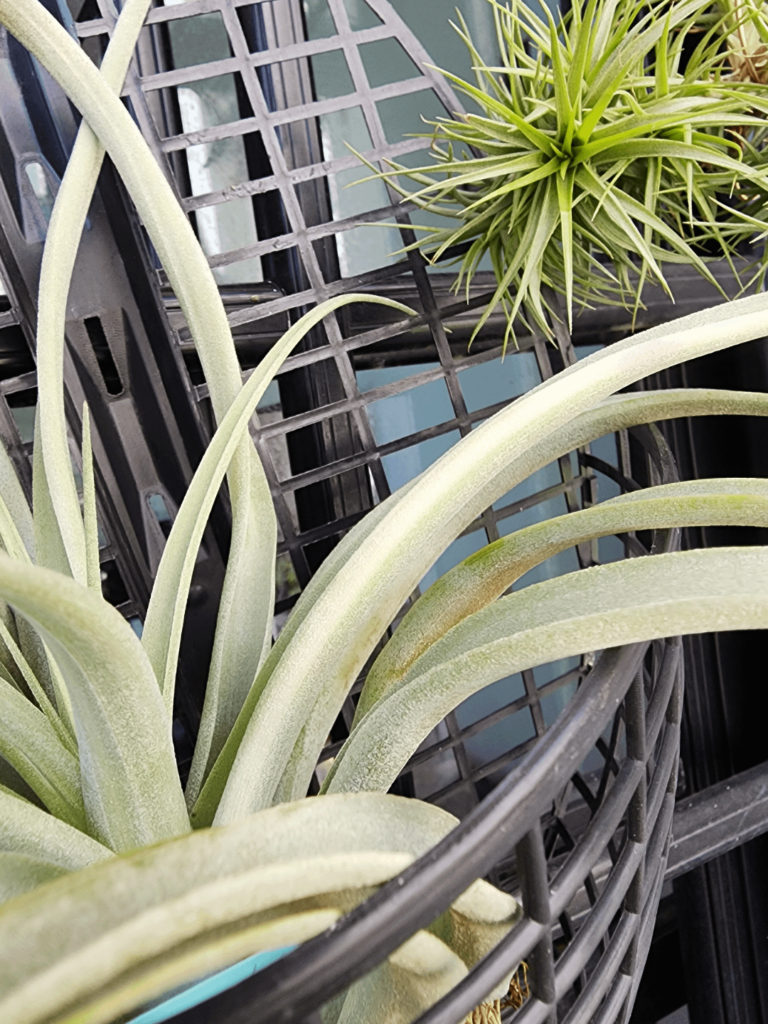 I bought this NOID airplant a few months ago and it was fully green in colour. Today I noticed the centre leaf has a white band/streak along the outer edge and a splotch of pink. It’s base is also turning pink. Is it getting too much light? I bought this NOID airplant a few months ago and it was fully green in colour. Today I noticed the centre leaf has a white band/streak along the outer edge and a splotch of pink. It's base is also turning pink. Is it getting too much light?