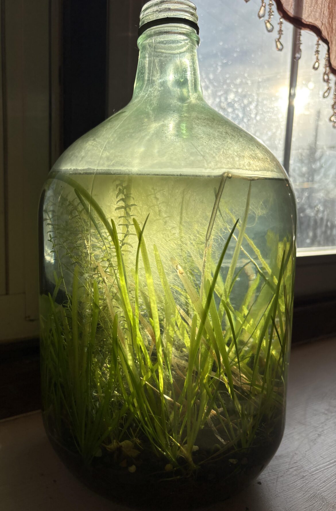 Wine Jugarium Update – 5 years old Wine Jugarium Update - 5 years old