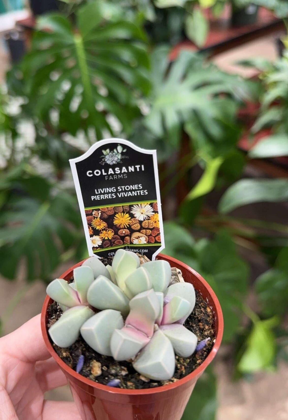 Karoo rose care tips?