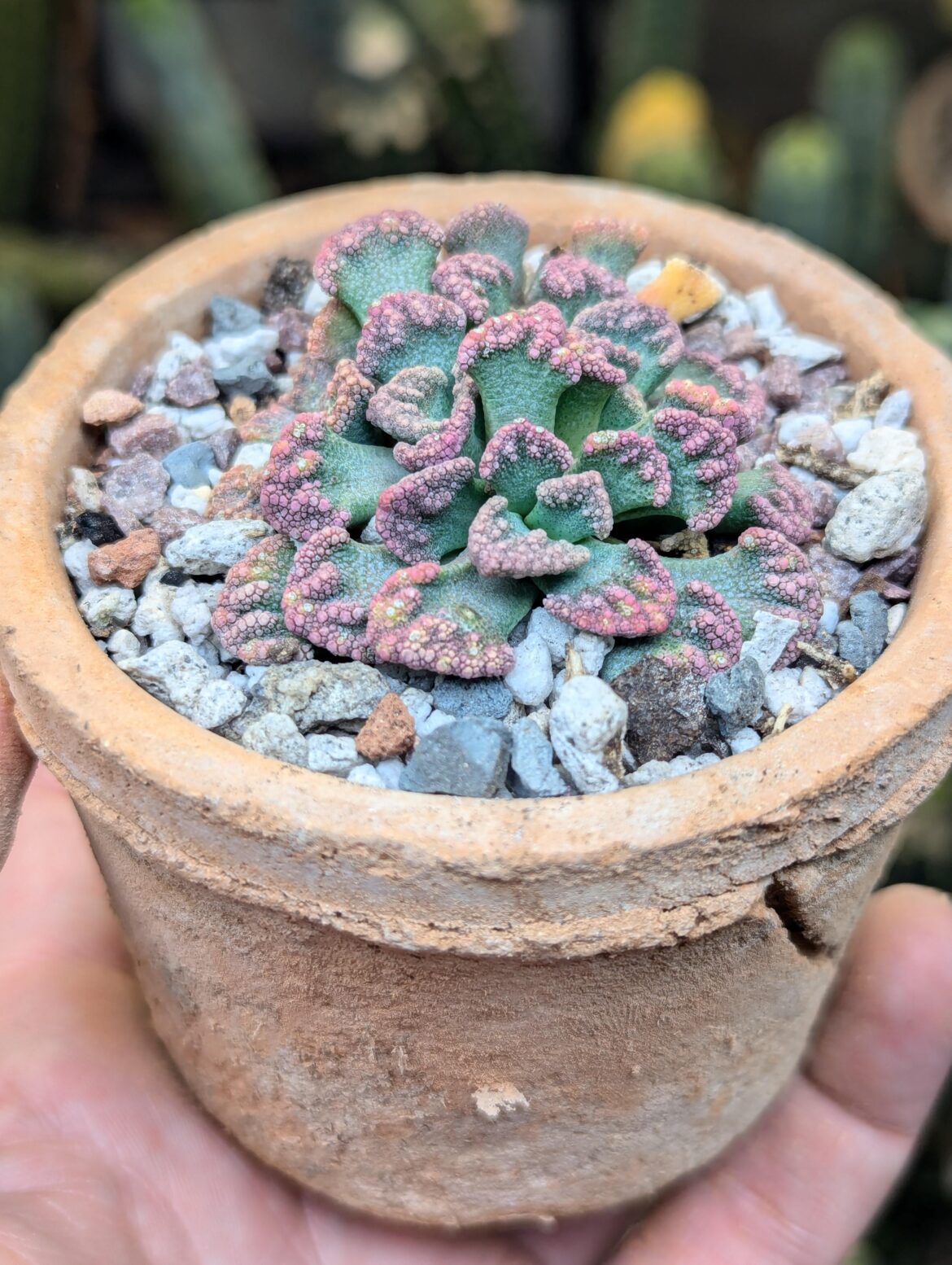 Titanopsis calcarea