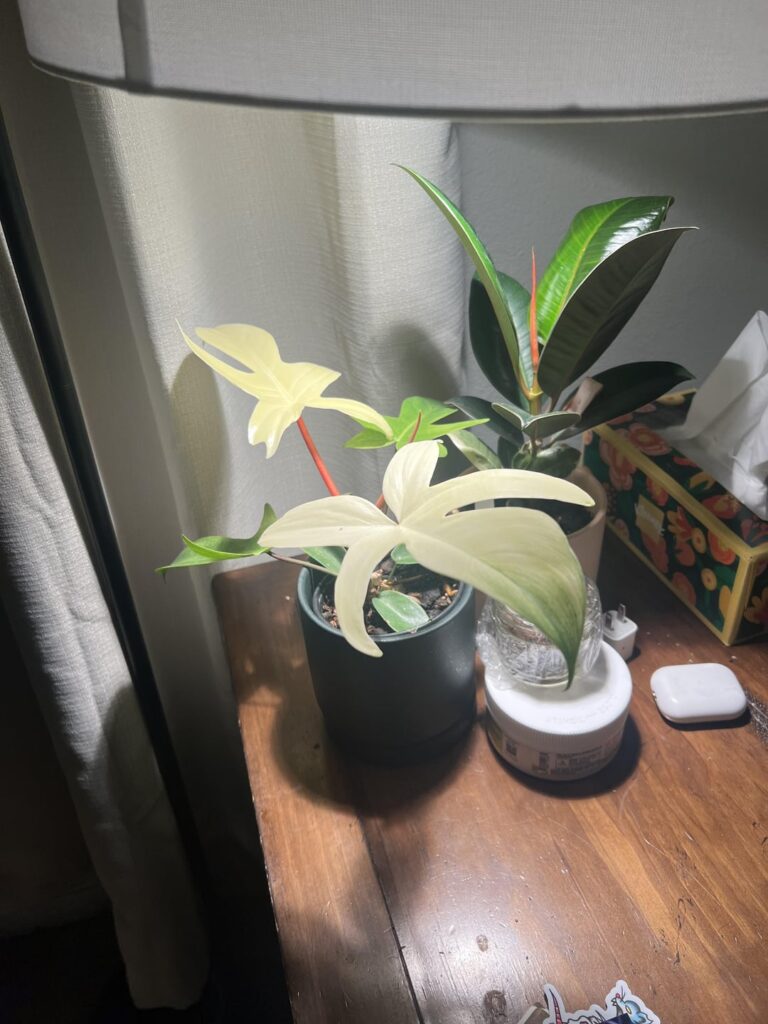 Florida ghost growth updates over span of