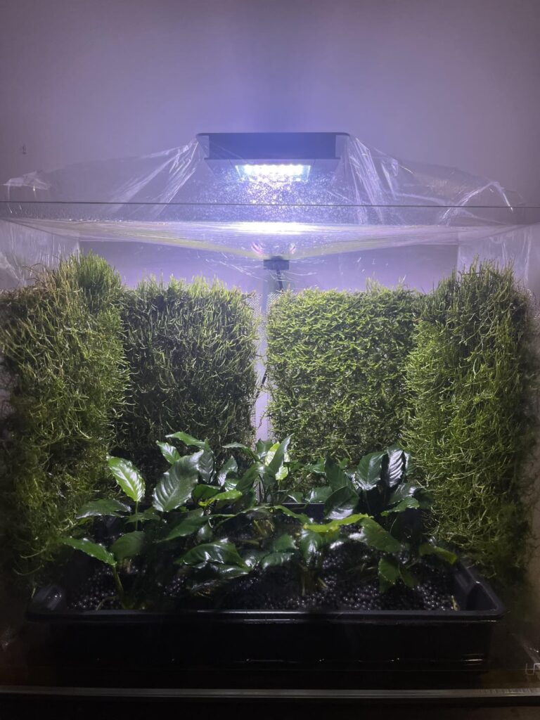 Moss walls week 6 🌱