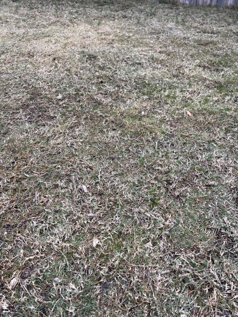 Bermuda not growing - Zone 8B SA TX