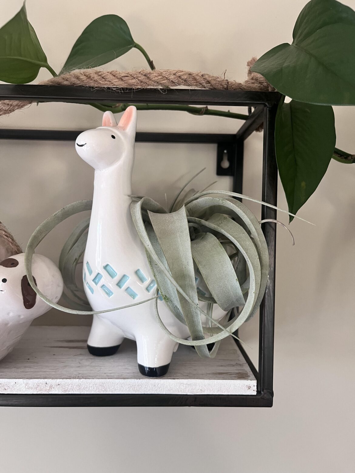Welcoming Airy-Onna Llama to my plant family!