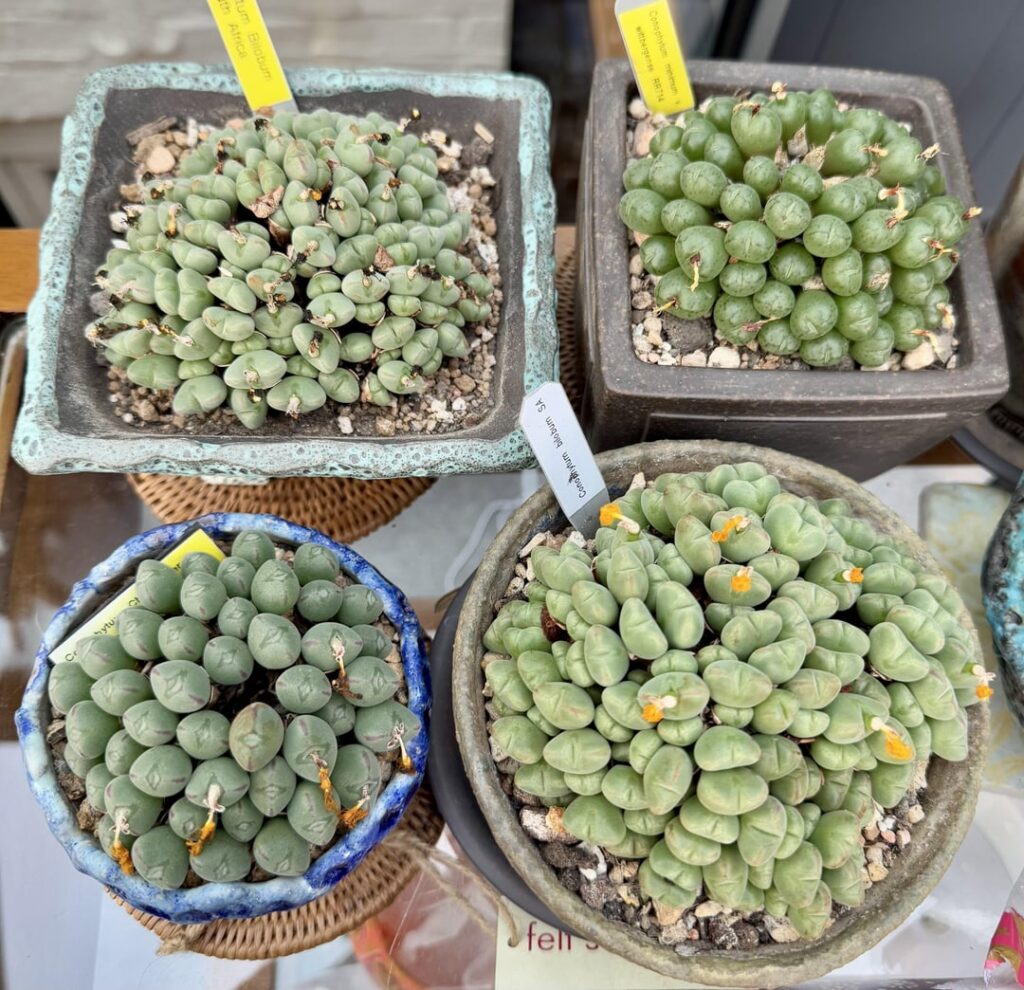 Most of my small cono collection