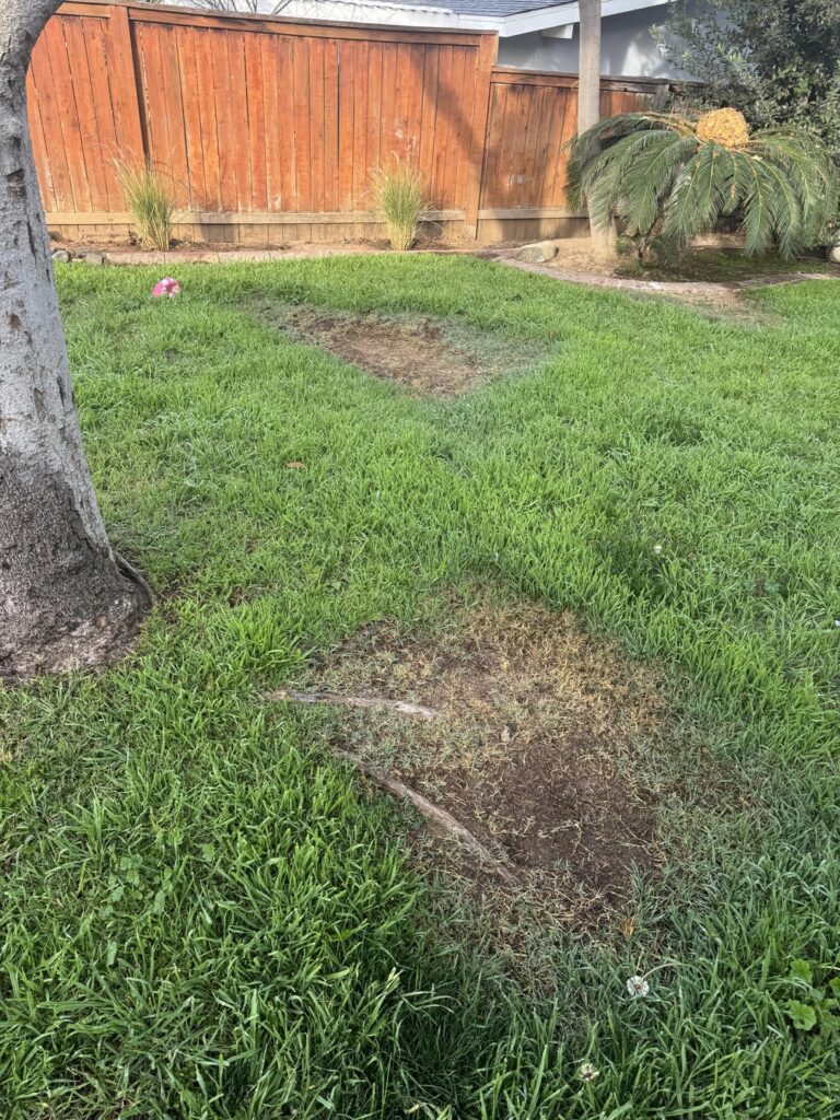 Southern California, first time lawn owner. Please help, not sure what to do for these patches!