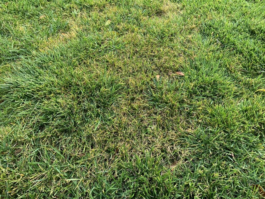 Parts of Lawn Turning Yellow Parts of Lawn Turning Yellow