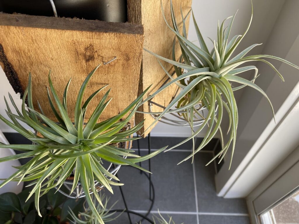 Merry Christmas and a happy new year!