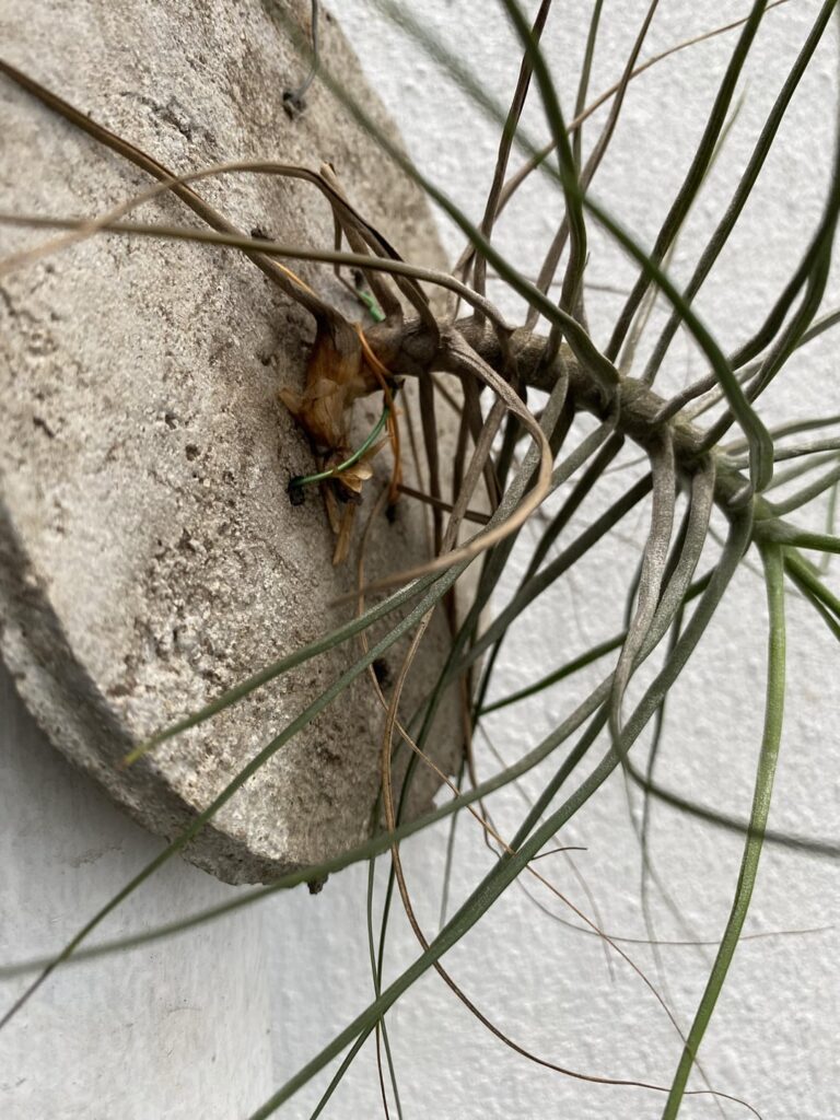 Is there any root rot in here ? Is there any root rot in here ?