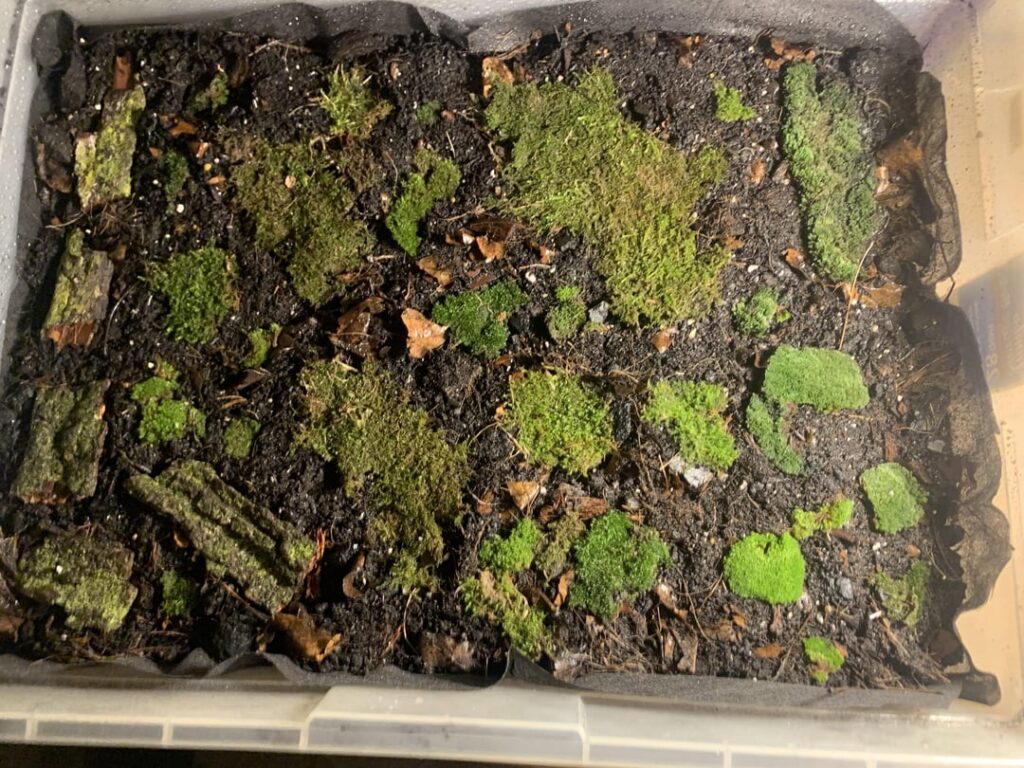 My first time foraging moss and attempting to propagate it!