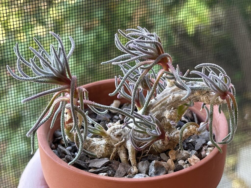 Love this alien, Mesembryanthemum Tenuiflorum