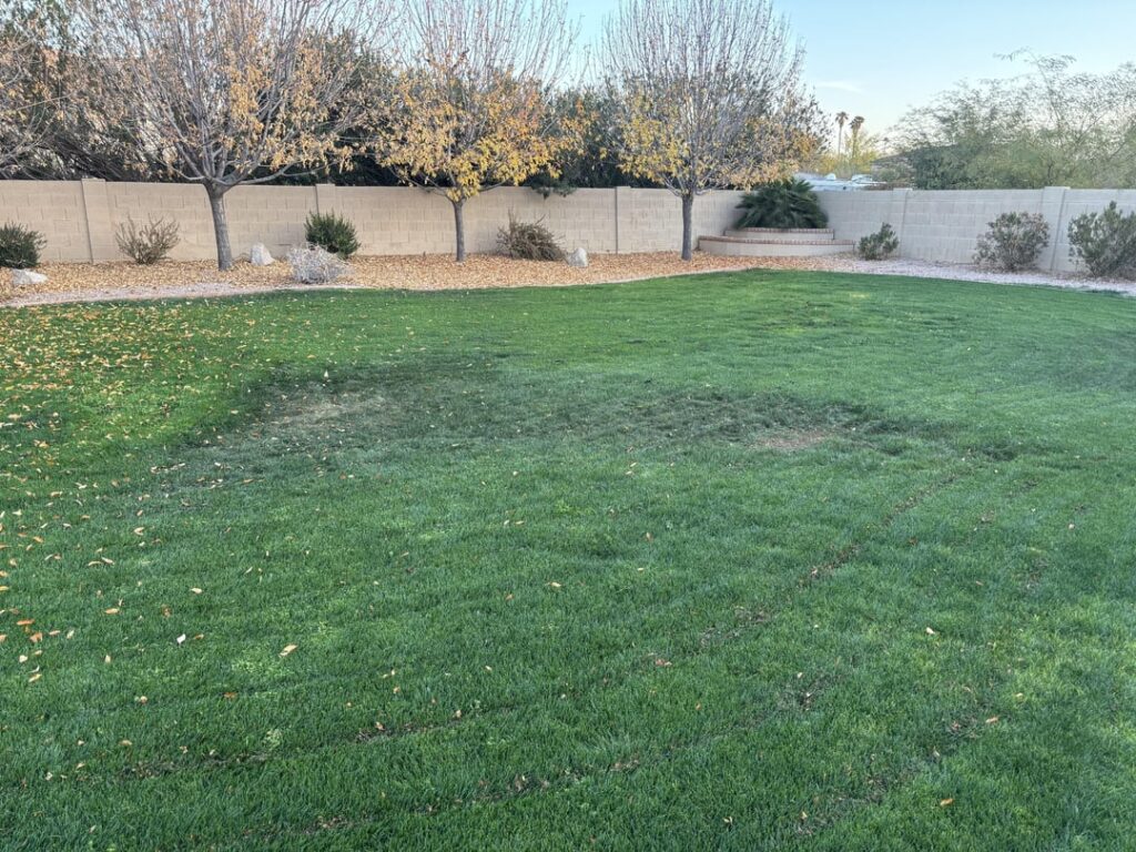 Anyone know why patches of grass are dying?