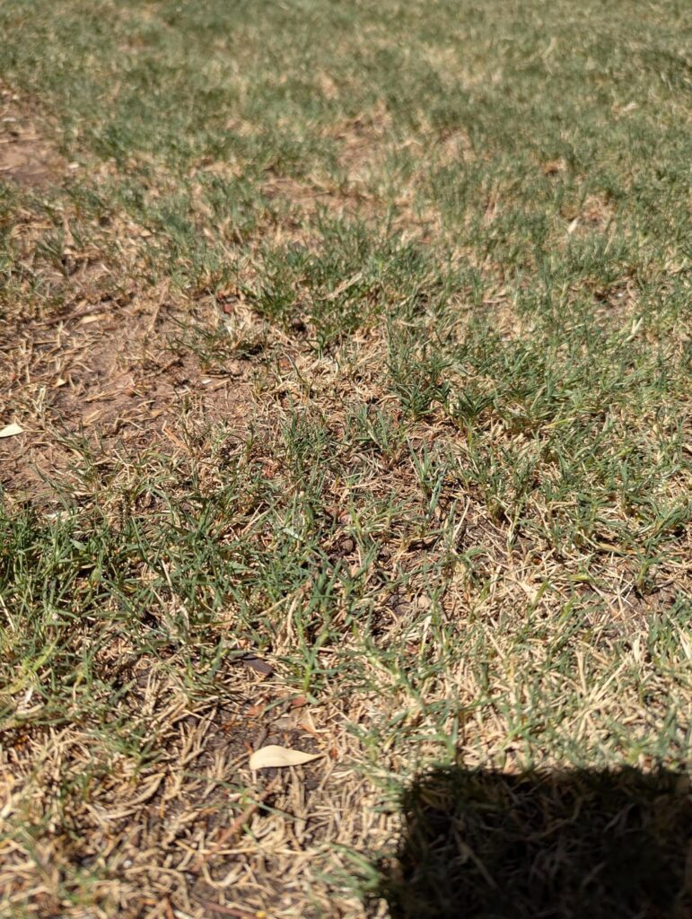 Lawn ID