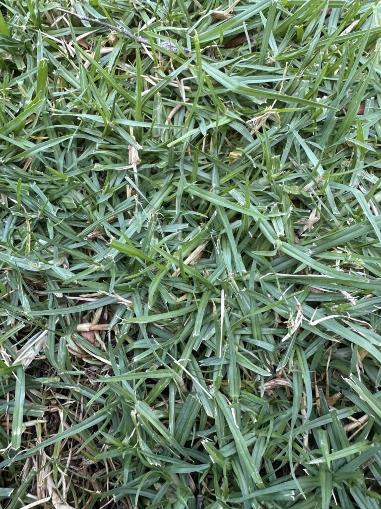 Identify grass