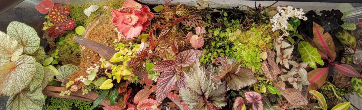 When the begonias take over....