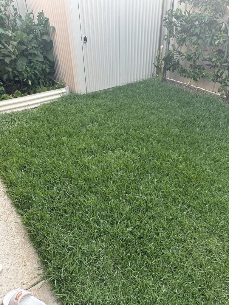 Kikuya lawn regrowth