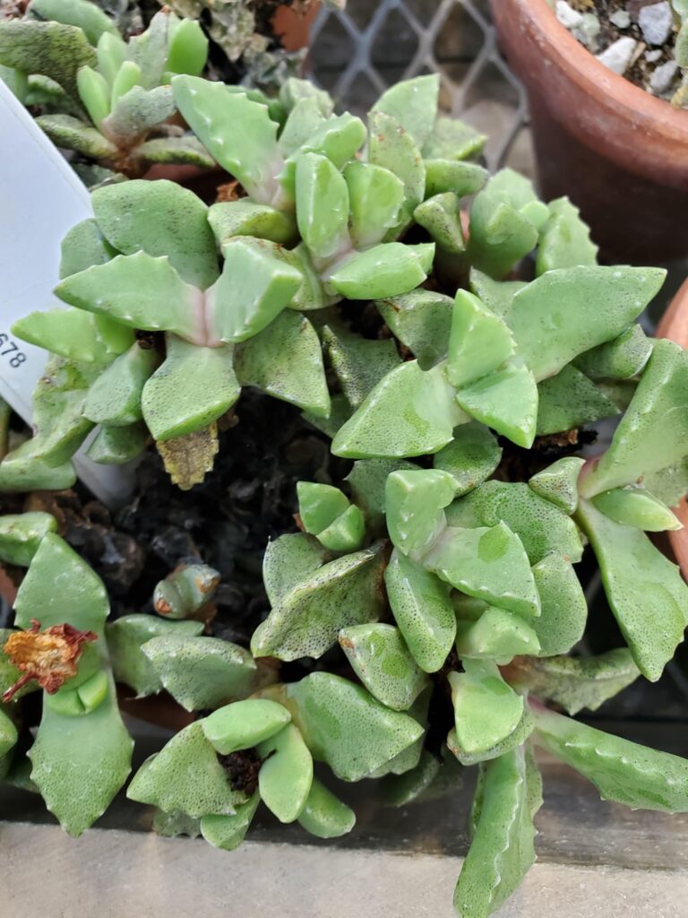 Faucaria nemorosa university specimen