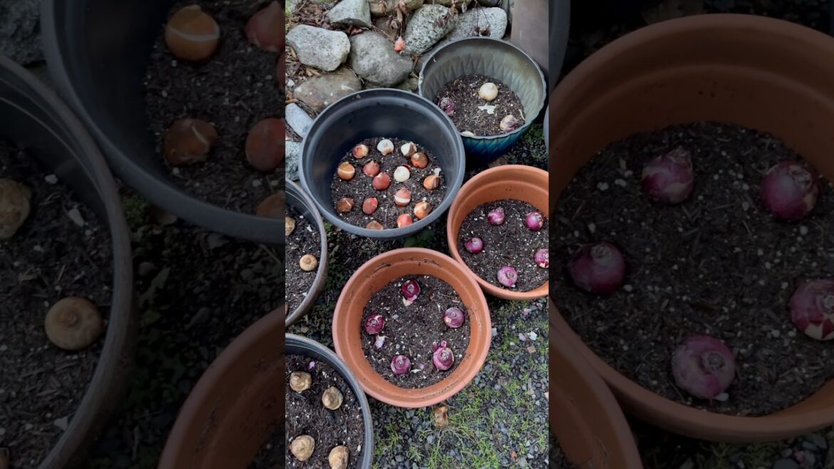 Planting Flower Bulbs In Containers #flowerbulbs  #gardening #flower #containergardening