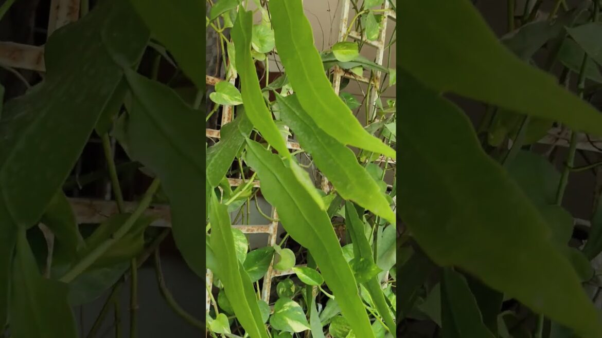 Brahma Kamal plant,lucky plant@mo katha#shorts#viral#plant # lovers #trends