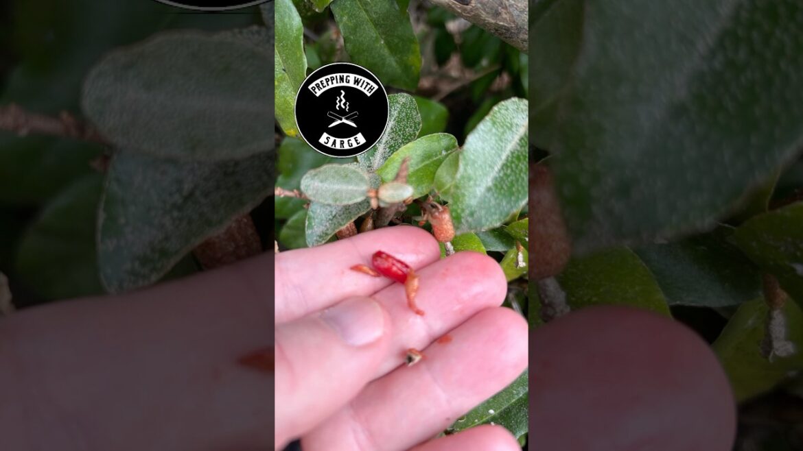 Have YOU seen these Edible Berries? Have YOU seen these Edible Berries?