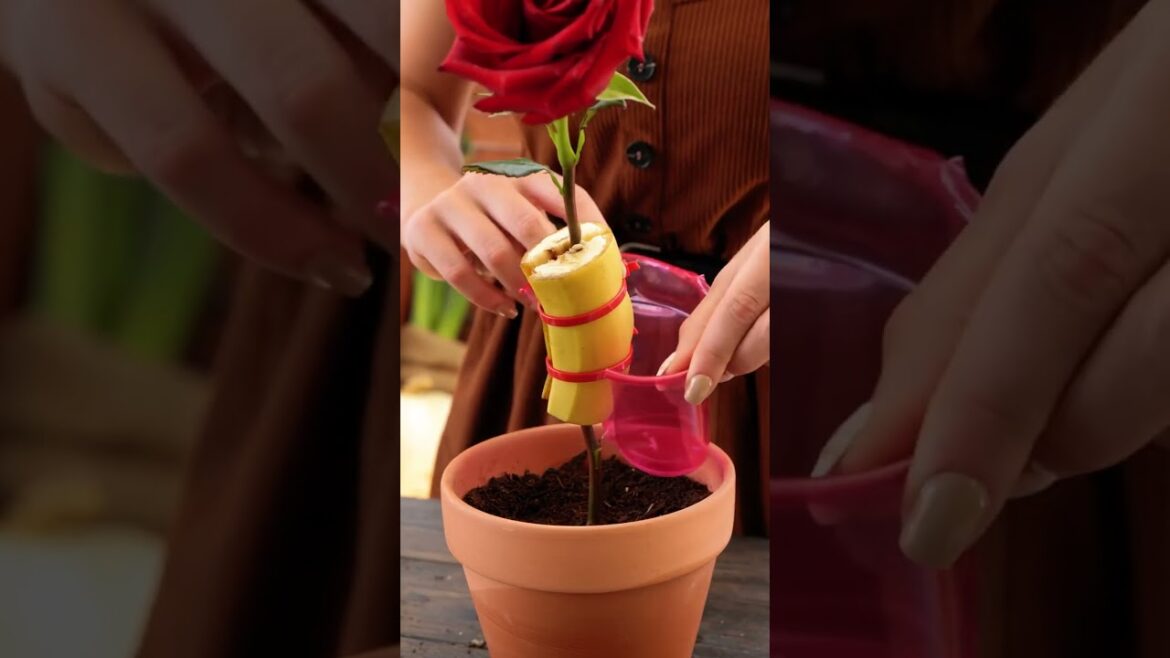Become great gardener with this top 5 gardening hacks 💮💘