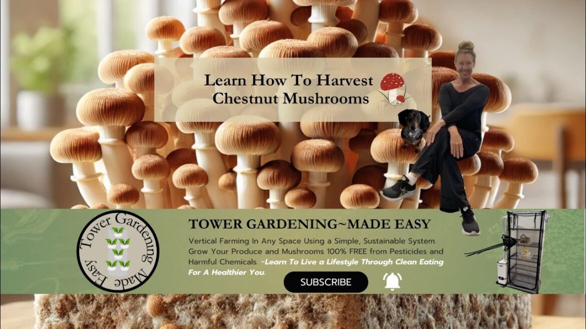 Tower Gardening Made Easy - Learn How To Harvest Chestnut Mushrooms~ They Taste Like Heaven.