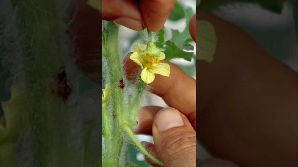 Container garden- Watermelon pollination tips  #gardening #v87garden#watermelon #pollination