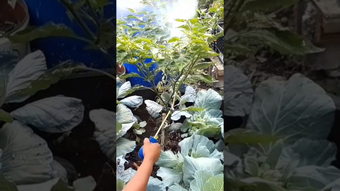 Producing a constant food supply is a cycle  #gardening  #home #shorts #viralvideo #youtubeshorts