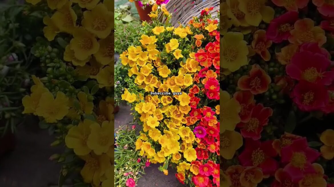 9o clock flower#beautiful #flowers #marketing #shorts #ytshorts 9o clock flower#beautiful #flowers #marketing #shorts #ytshorts