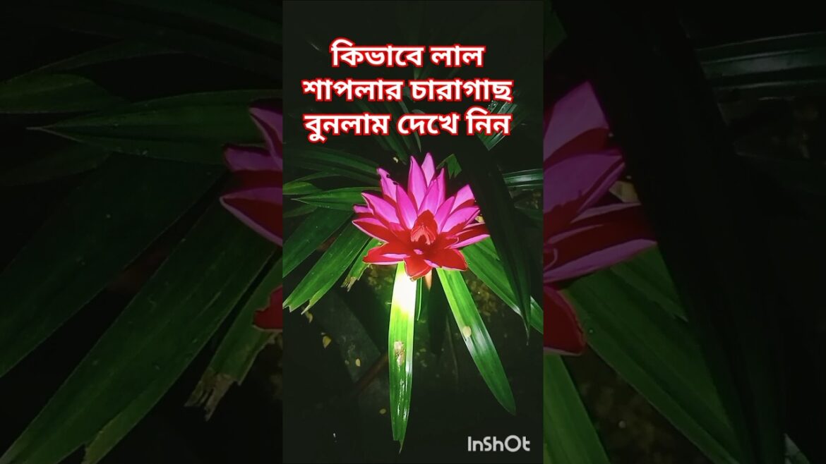 শাপলা ফুল Transform Your Garden with Shapla Seedlings – Planting Tips and Tricks #shorts #video