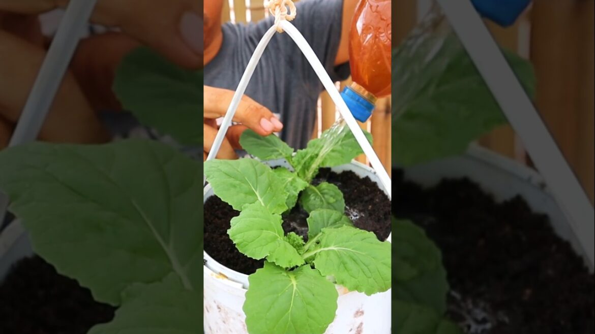 Container garden- Magic fertilizer #gardening #fertilizer #shorts #v87garden