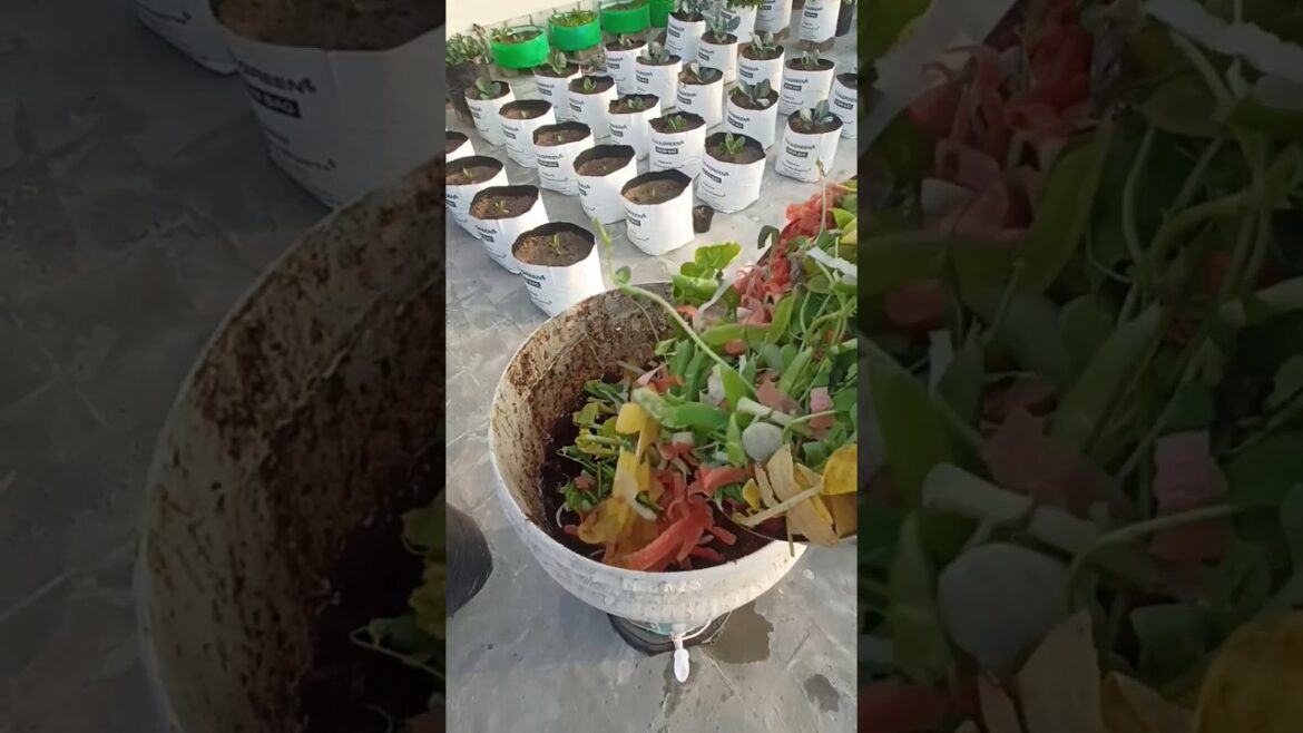 How to Make Compost Tea Liquid Fertilizer for Healthy Plant Growth🍀🍀#shorts#trending How to Make Compost Tea Liquid Fertilizer for Healthy Plant Growth🍀🍀#shorts#trending