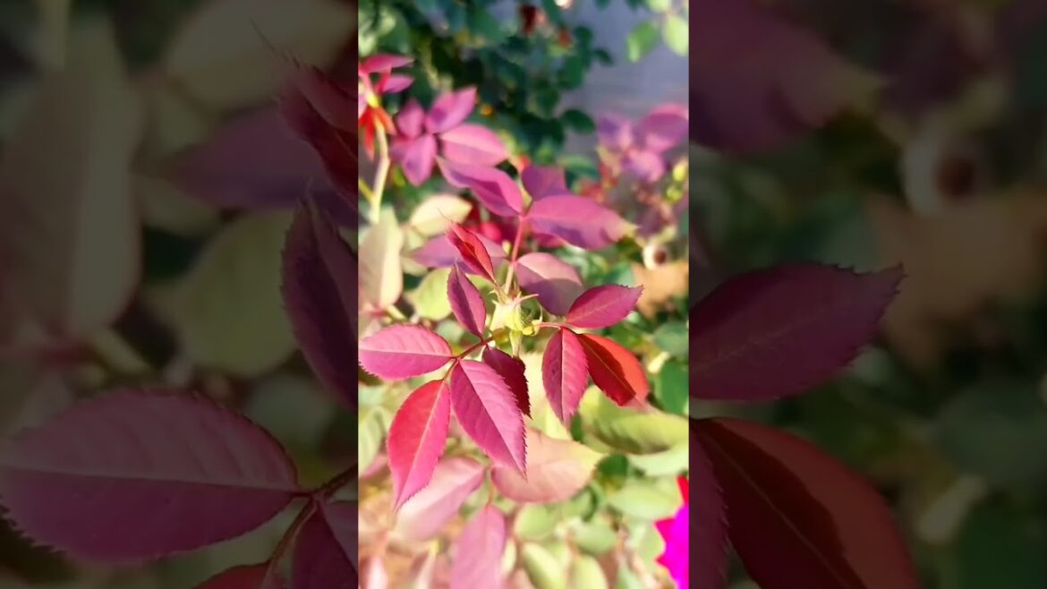 Rose plant in winter | Tips For Rose Plant #shortvideo #shorts #gardening
