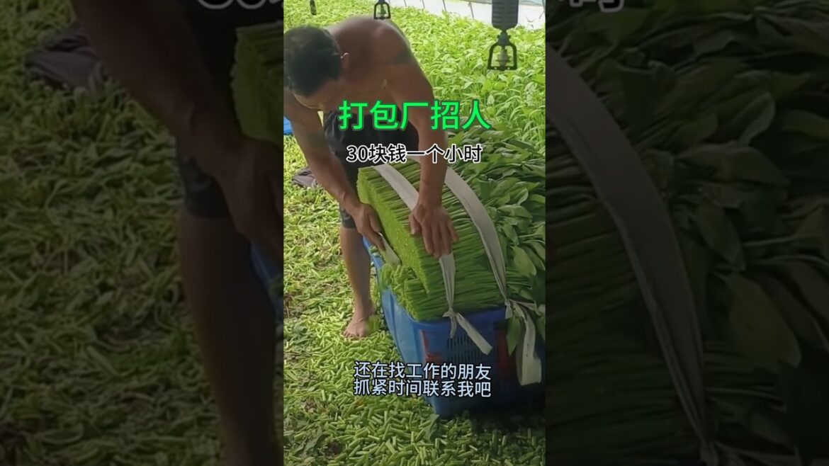 amazing agriculture work #shorts #satisfying #farmer #agriculture #cropmanagement