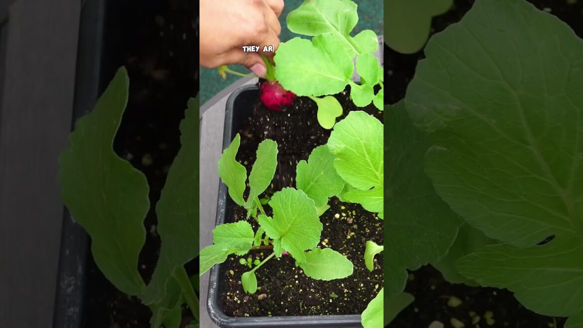 Grow & Harvest Sparkler Radish in 30 Days: Perfect for Small Spaces!