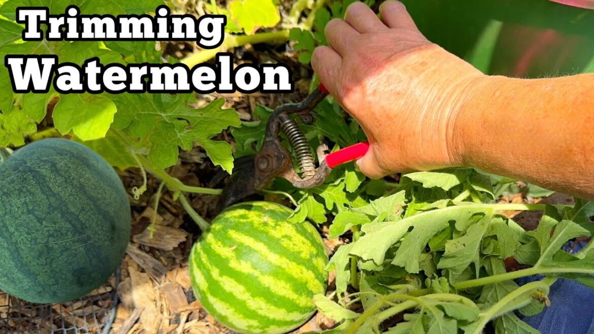 Tips on Propagating Watermelon Plants for Better Production in Ground or Container Gardening