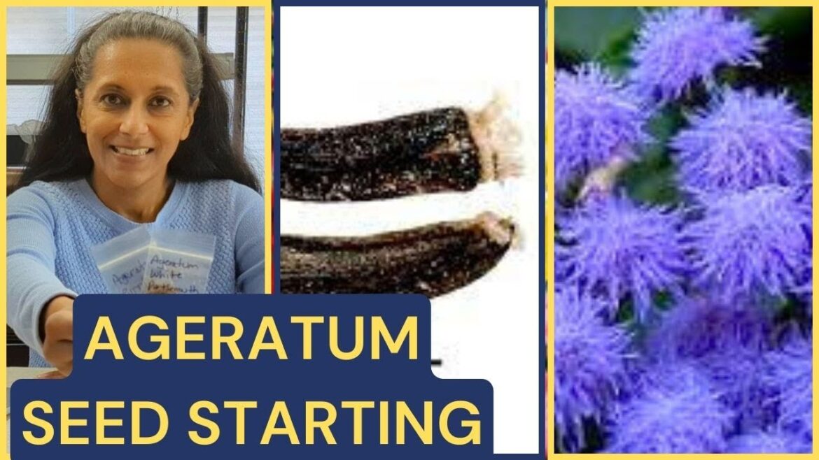 Growing Ageratum From Seed 🌱 Floss Flower Plant Profile Growing Ageratum From Seed 🌱 Floss Flower Plant Profile