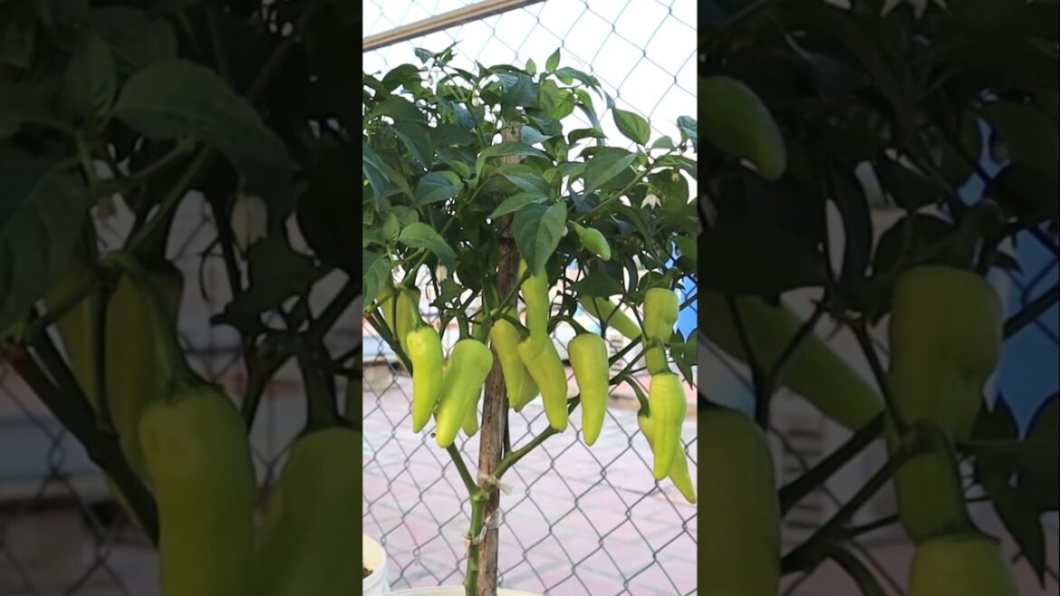 Container garden- Pepper harvesting #v87garden #pepper #shorts