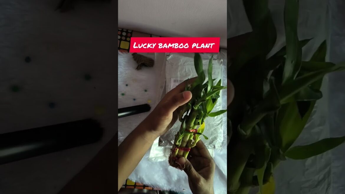 Unboxing meesho 🧑‍🌾 garden supplies🌵🌵 #meesho #garden supplies #live plant