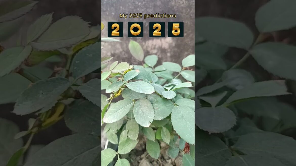 2025 prediction #new year #rosecaretips #gardening #love#shotrs