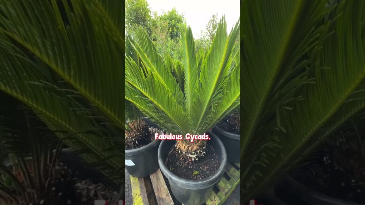 A Sneak Peak Into A Delivery For One of Our Free Garden Design Clients!