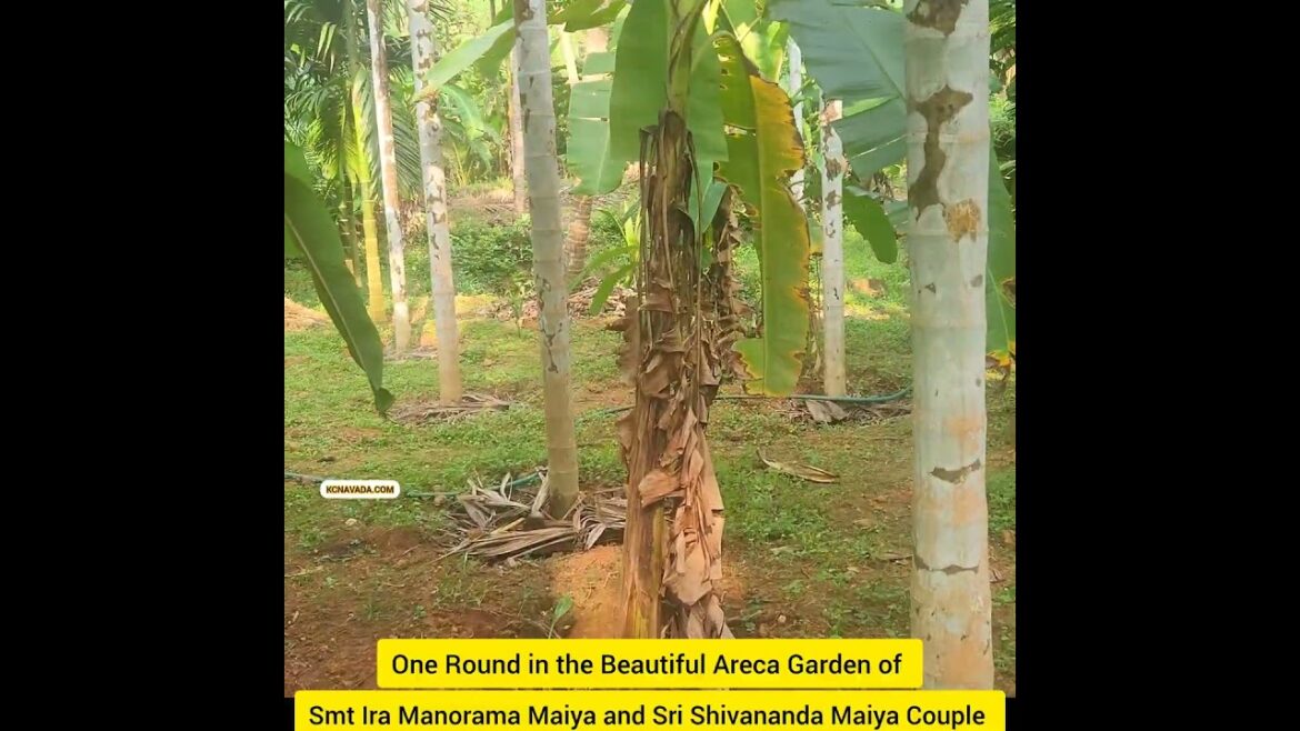 One Round in a ಸುಂದರ ತೋಟ; Arecanut, Coconut, Banana Garden (Agriculture) near Ira Somantha Temple One Round in a ಸುಂದರ ತೋಟ; Arecanut, Coconut, Banana Garden (Agriculture) near Ira Somantha Temple